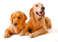 Mom Dad Kids & Pets