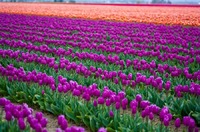 Mt. Vernon Tulips