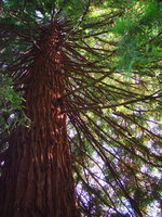 100 Year Old Tree