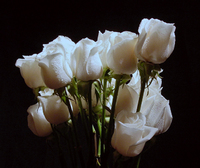 12 White Roses