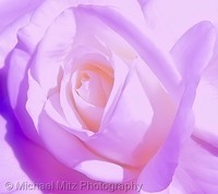 Lavender Rose