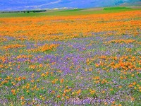 Poppy Field 