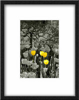 3 Yellow Tulips