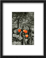 3 Orange Tulips