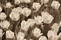 Sepia Tulips