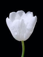 White Tulip