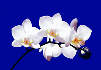 Anastasia's Orchids