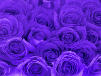 12 Lavender Roses