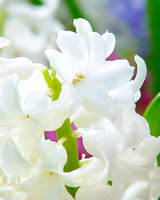 White Hyacinth