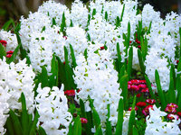 Hyacinth Garden